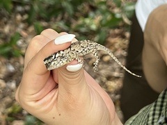 Sceloporus melanorhinus