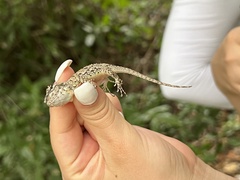 Sceloporus melanorhinus