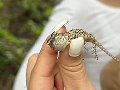 Sceloporus melanorhinus