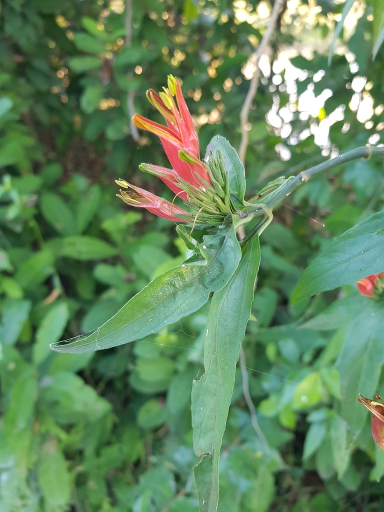 Sabah Snake Grass (Clinacanthus nutans)  iNaturalist