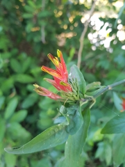 Clinacanthus nutans