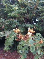 Hymenaea courbaril