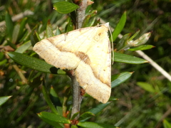 Anachloris subochraria