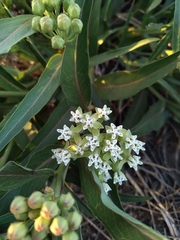 Asclepias mellodora