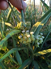 Asclepias mellodora