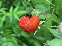 Hybophorus rufotuberosus