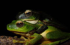 Ranoidea phyllochroa