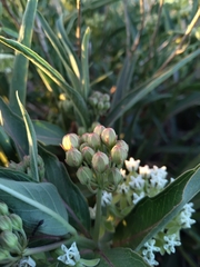 Asclepias mellodora