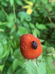 Hybophorus rufotuberosus