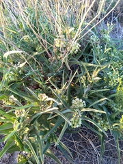 Asclepias mellodora
