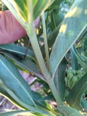 Asclepias mellodora