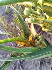 Asclepias mellodora