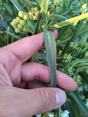Asclepias mellodora