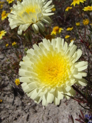 Malacothrix californica