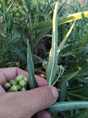 Asclepias mellodora