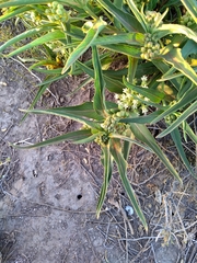 Asclepias mellodora