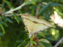 Anachloris subochraria