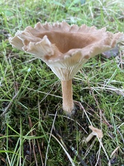 Infundibulicybe squamulosa