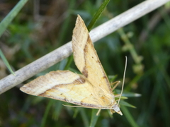 Anachloris subochraria