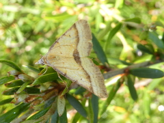 Anachloris subochraria