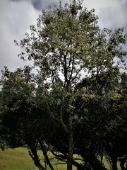 Prunus serotina capuli