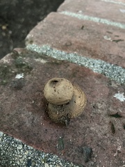 Geastrum elegans