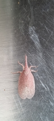 Rentinus dilatatus