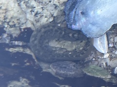 Cebidichthys violaceus