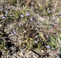 Lobelia feayana