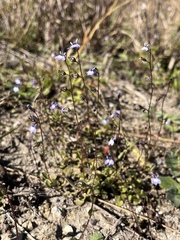 Lobelia feayana