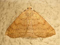 Cleora scriptaria