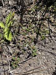 Euphorbia blodgettii