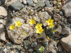 Leptosiphon chrysanthus