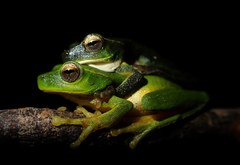 Ranoidea phyllochroa