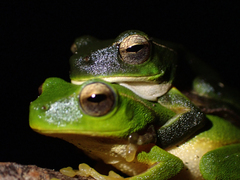 Ranoidea phyllochroa