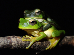 Ranoidea phyllochroa