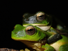 Ranoidea phyllochroa