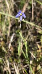 Sisyrinchium nashii