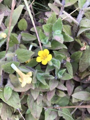 Erythranthe moschata