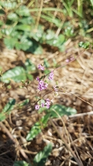 Boerhavia dominii