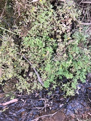 Erythranthe moschata