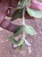 Erythranthe moschata