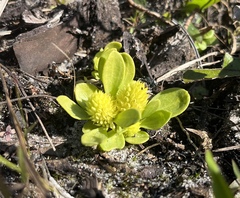 Polygala nana