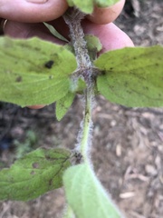 Erythranthe moschata