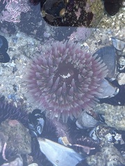Urticina clandestina