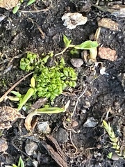 Sphaerocarpos texanus