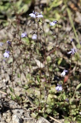 Lobelia feayana
