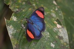 Batesia hypochlora