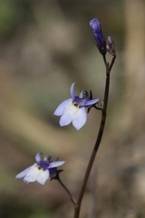 Lobelia feayana