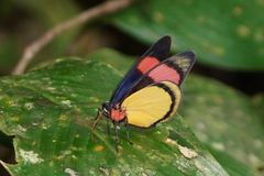 Batesia hypochlora
